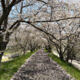 岡山市郊外～🌸春爛漫♪絶品♫穴場ランチ とお花見さんぽ~
